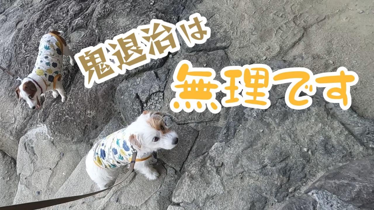 【いざ！鬼退治へ！！鬼ヶ城】怖がりジャックラッセルテリアは桃太郎にはなれませんでした