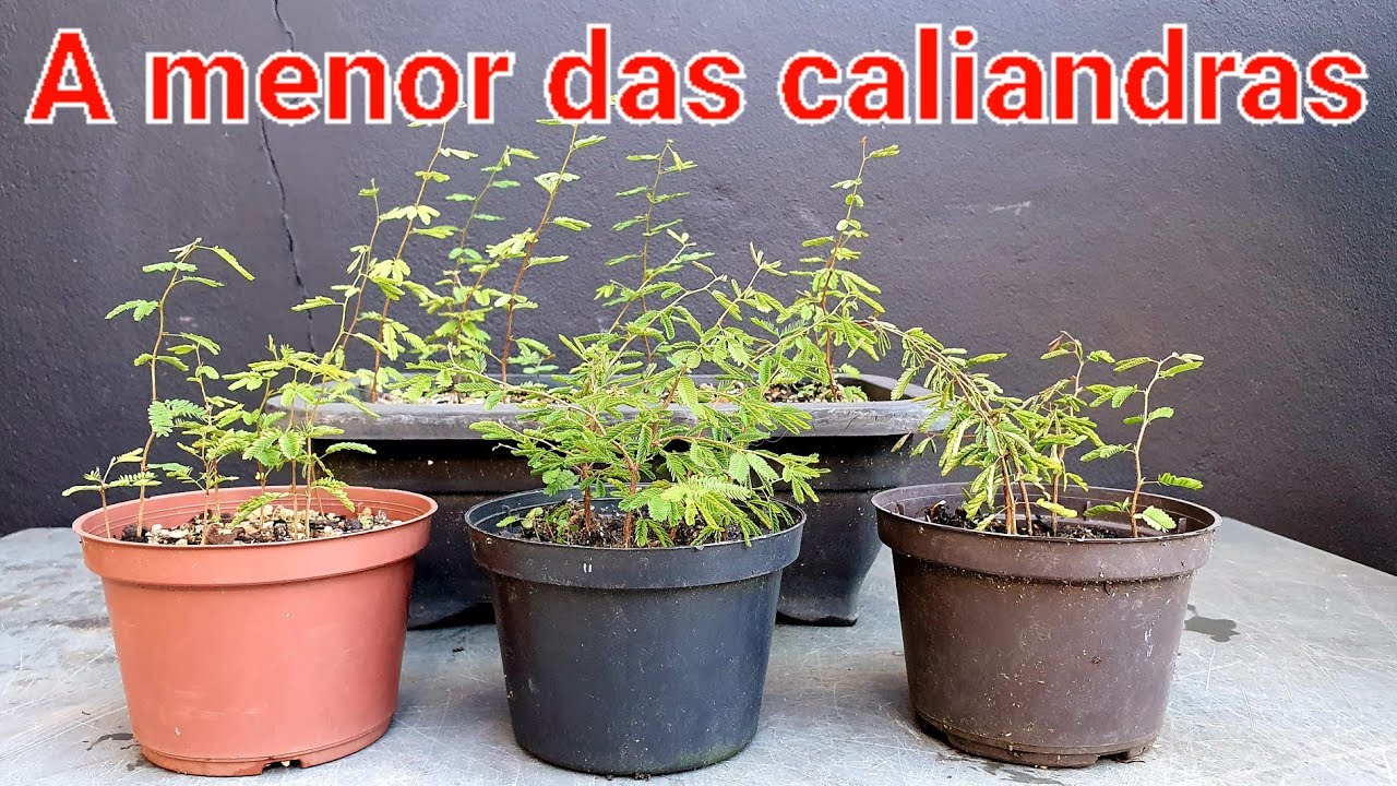 Caliandra depauperata de Semente