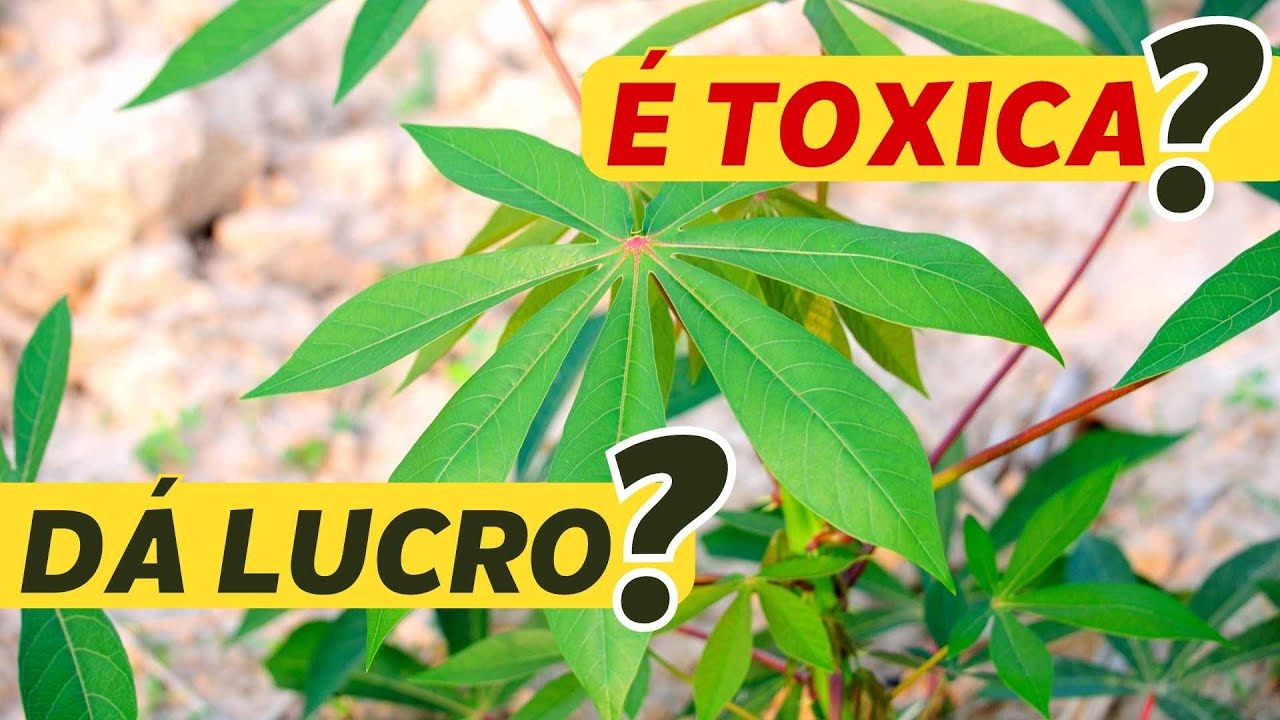 SILAGEM da parte aérea da MANDIOCA