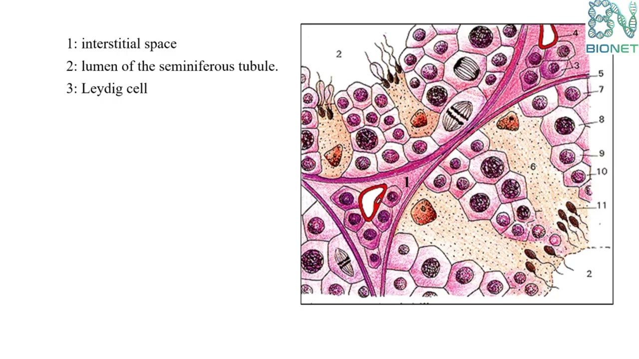 The Journey of a Sperm Cell: Spermatogenesis Step-by-Step