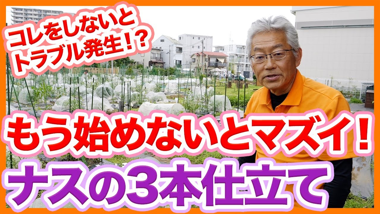 家庭菜園や農園でナスの3本仕立て！基本的な支柱の立て方と誘引のやり方！失敗しないナスの育て方を徹底解説！【農園ライフ】