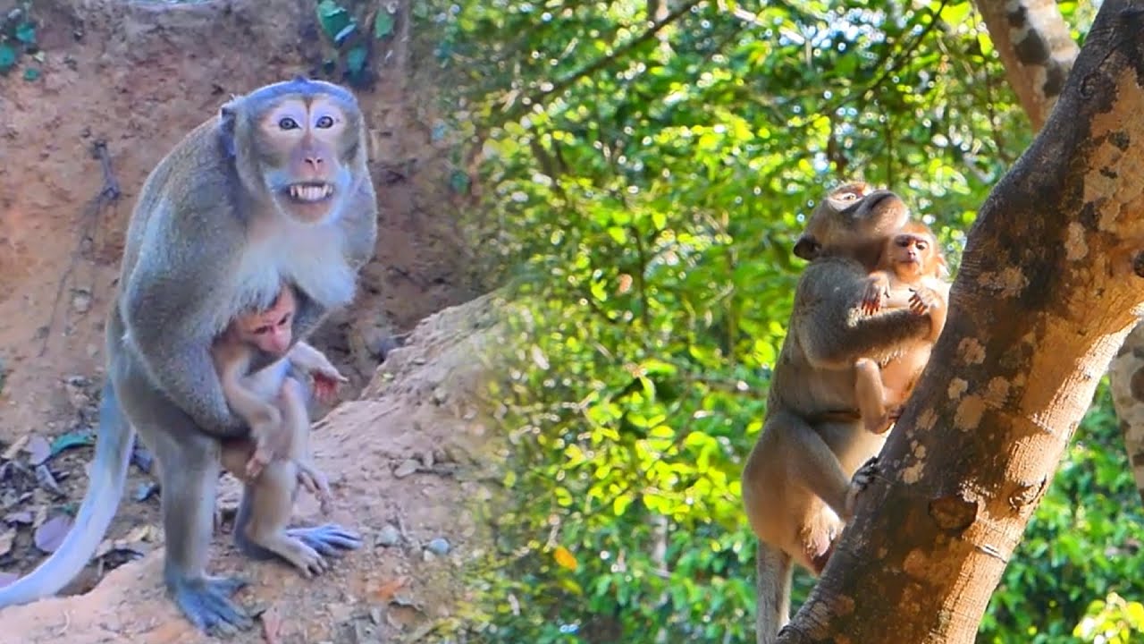 OH! 😮🙈 The wild monkey kidn🙈per and hugger, Little Newton, runs and climbs up the height of the tree