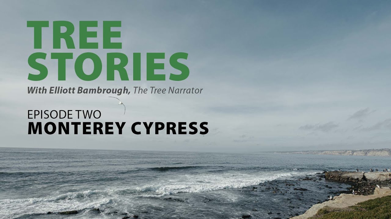 TREE STORIES - Episode Two:  The Monterey Cypress