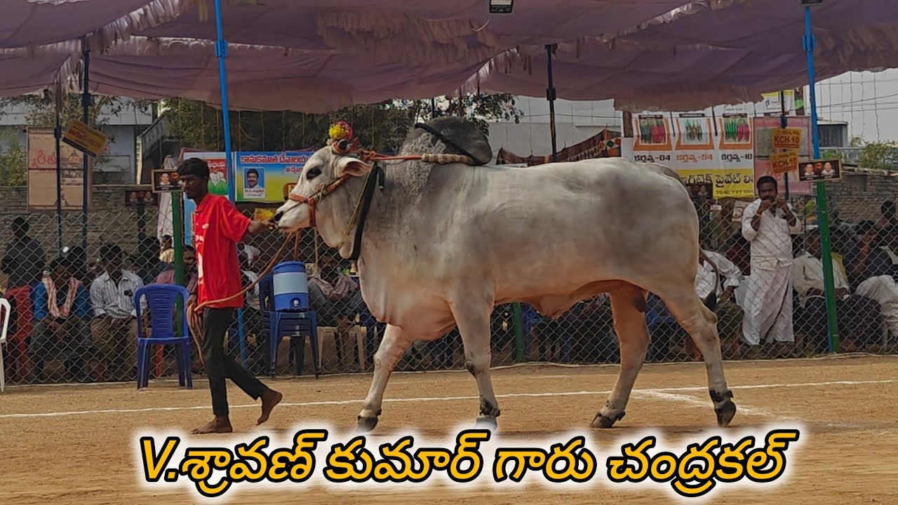 రెంటచింతల సబ్ జూనియర్స్ 7వ V.శ్రావణ్ కుమార్ గారు చంద్రకల్ గ్రామం నాగర్ కర్నూల్  తెలంగాణ రాష్ట్రం