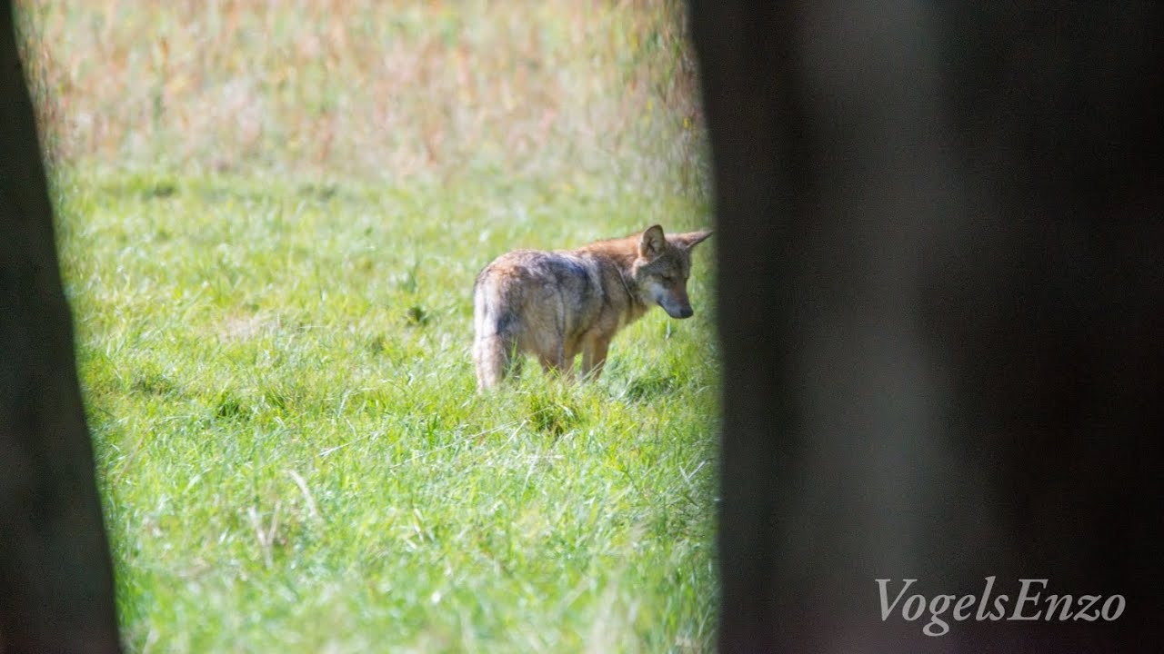Wolven roedel in de Veluwe 🐺🐺🐺🐺🐺🐺
