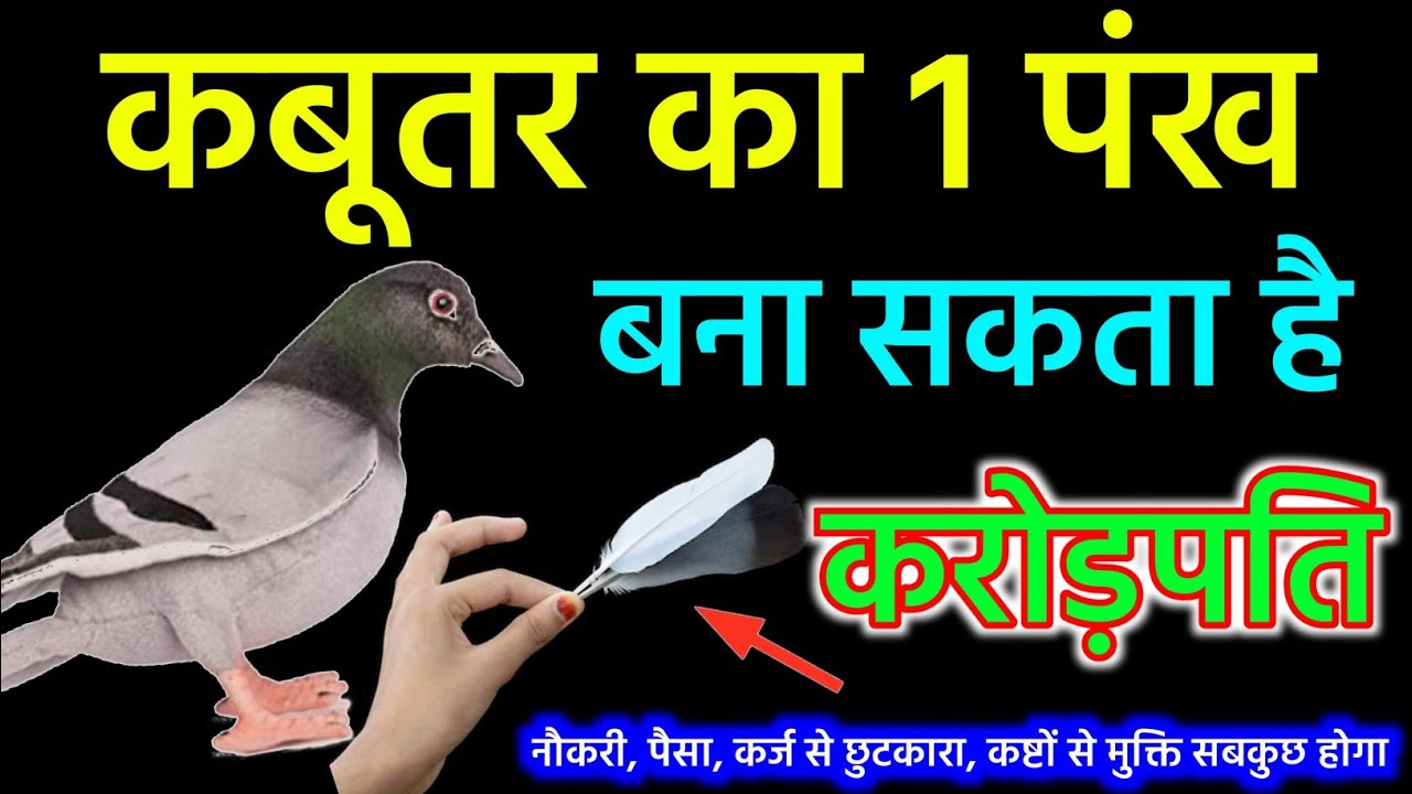 Vastu Tips || कबूतर का 1 पंख आपको धनवान बना सकता है