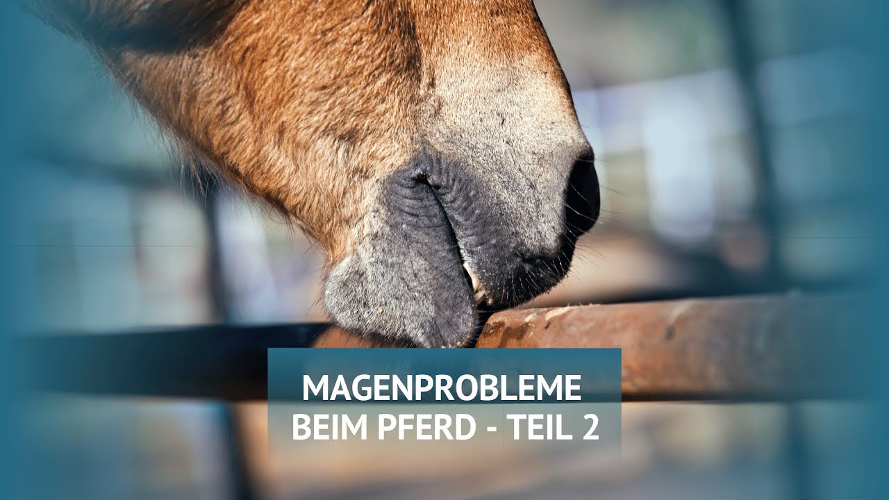 Magenprobleme beim Pferd - unser Training macht den Unterschied