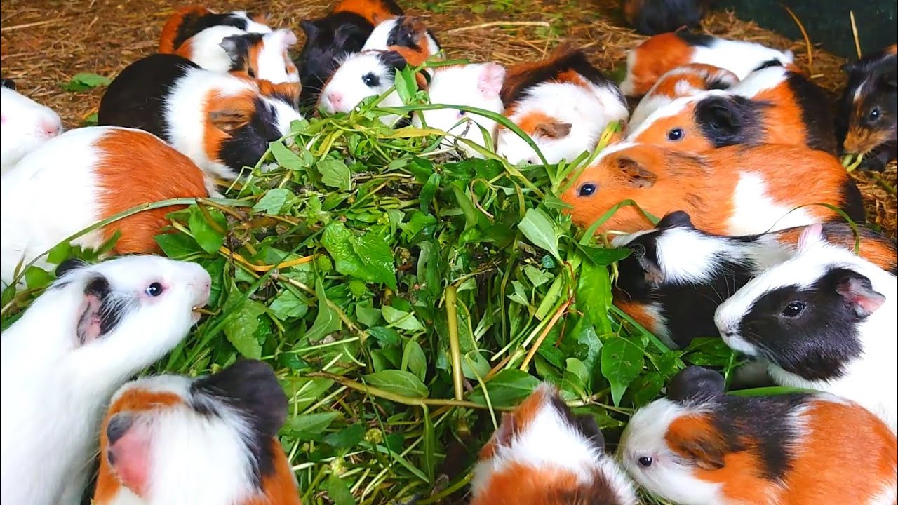 Guinea pigs eating ASMR,cute Guinea pig noises,Guinea pig eating time lapse,Guinea pig routines 