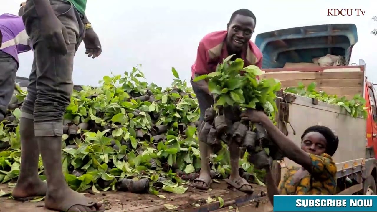 TCB yagawa miche ya kahawa Kagera ili kuongeza uzarishaji wa Kahawa safi kufikia tani 300000 2026