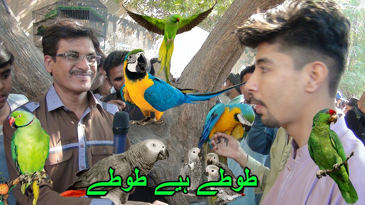 Lalukhet Exotic Parrots and Rare Birds Market Karachi 23-6-2024 Latest Update in Urdu | سوق الطيور