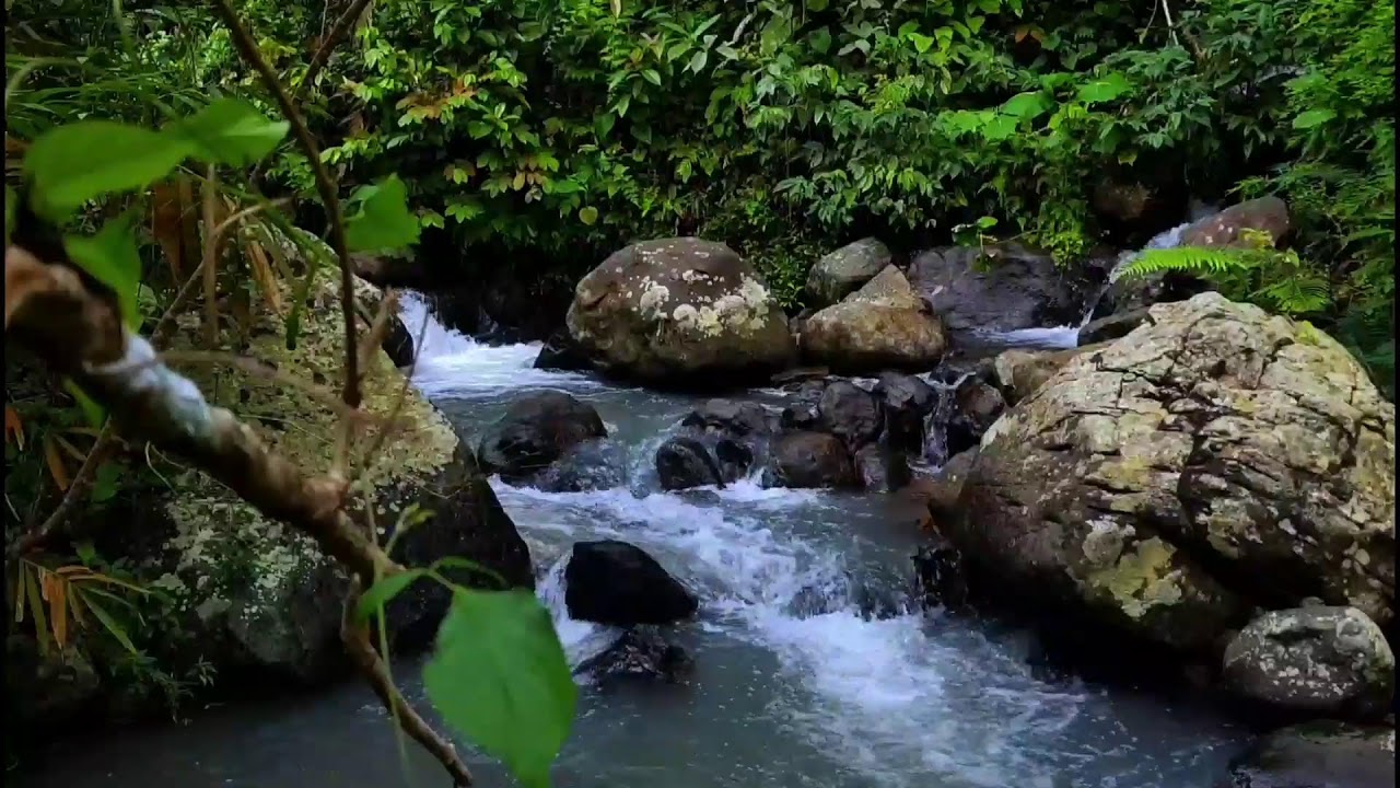 🔴 LIVE: 24/7 Jungle Water Sounds 💧 Deep Sleep, Stress Relief & Nature ASMR