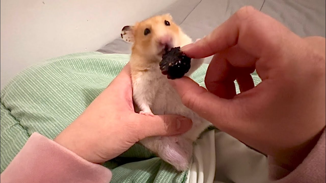 First time Hamurai tastes a blackberry 😍