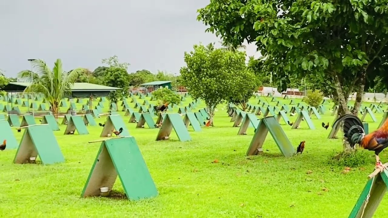 Mga available na Boston Roundhead broodstag dito sa loob ng green country game farm batangas!