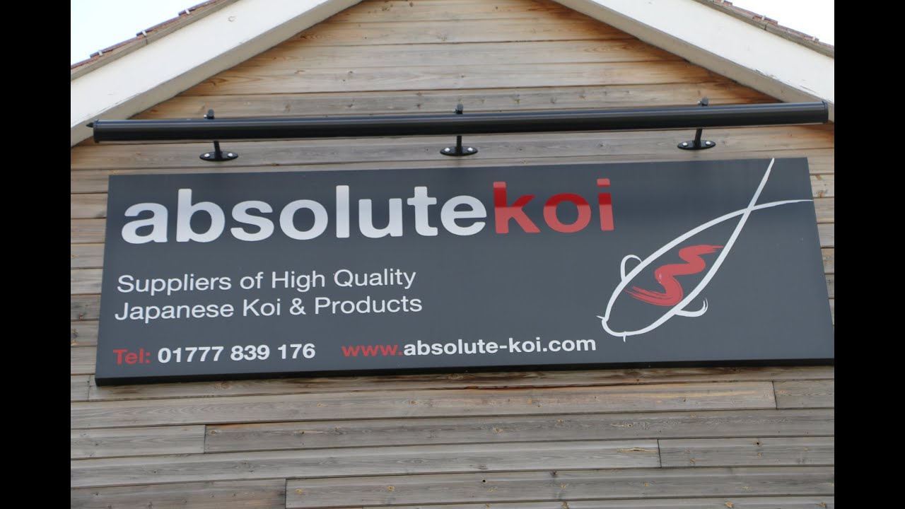 Absolute Koi walk through.