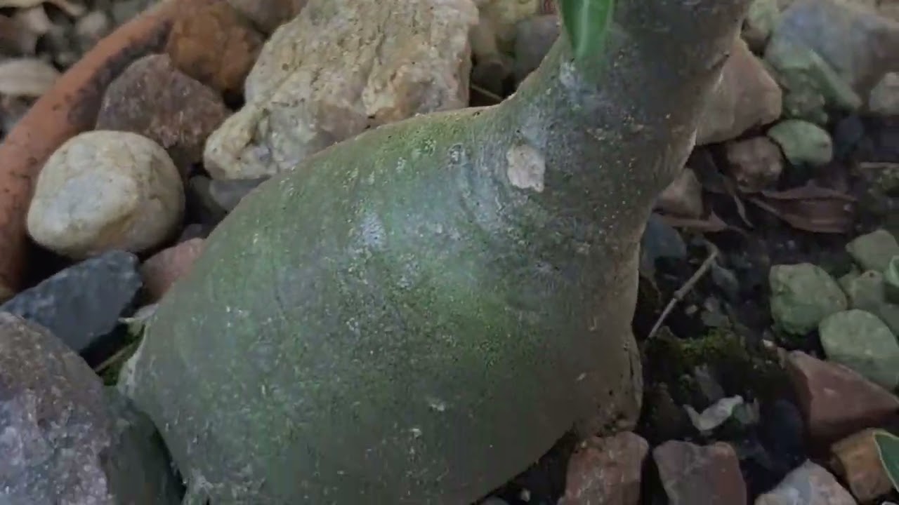 Perspectiva  para o ano na organização das plantas no Quintal  