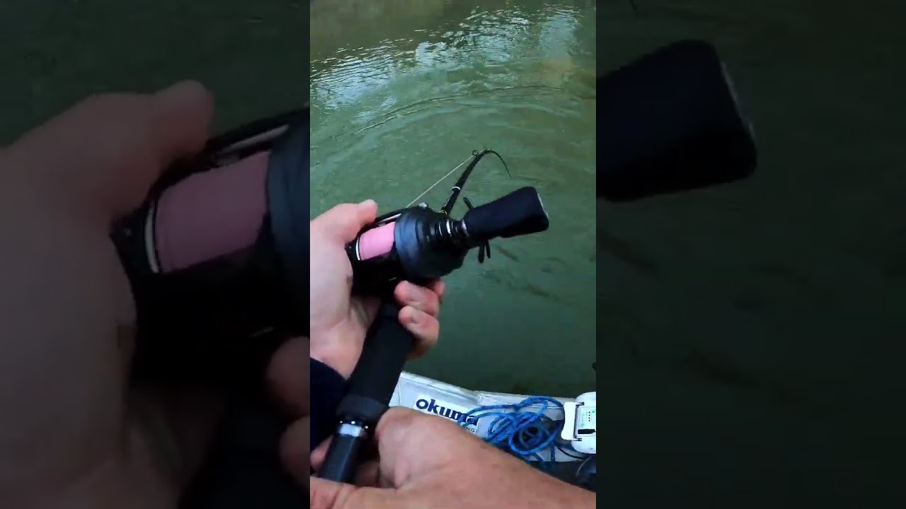 Murray cod destroys a topwater lure! #fishing #murraycod #topwater