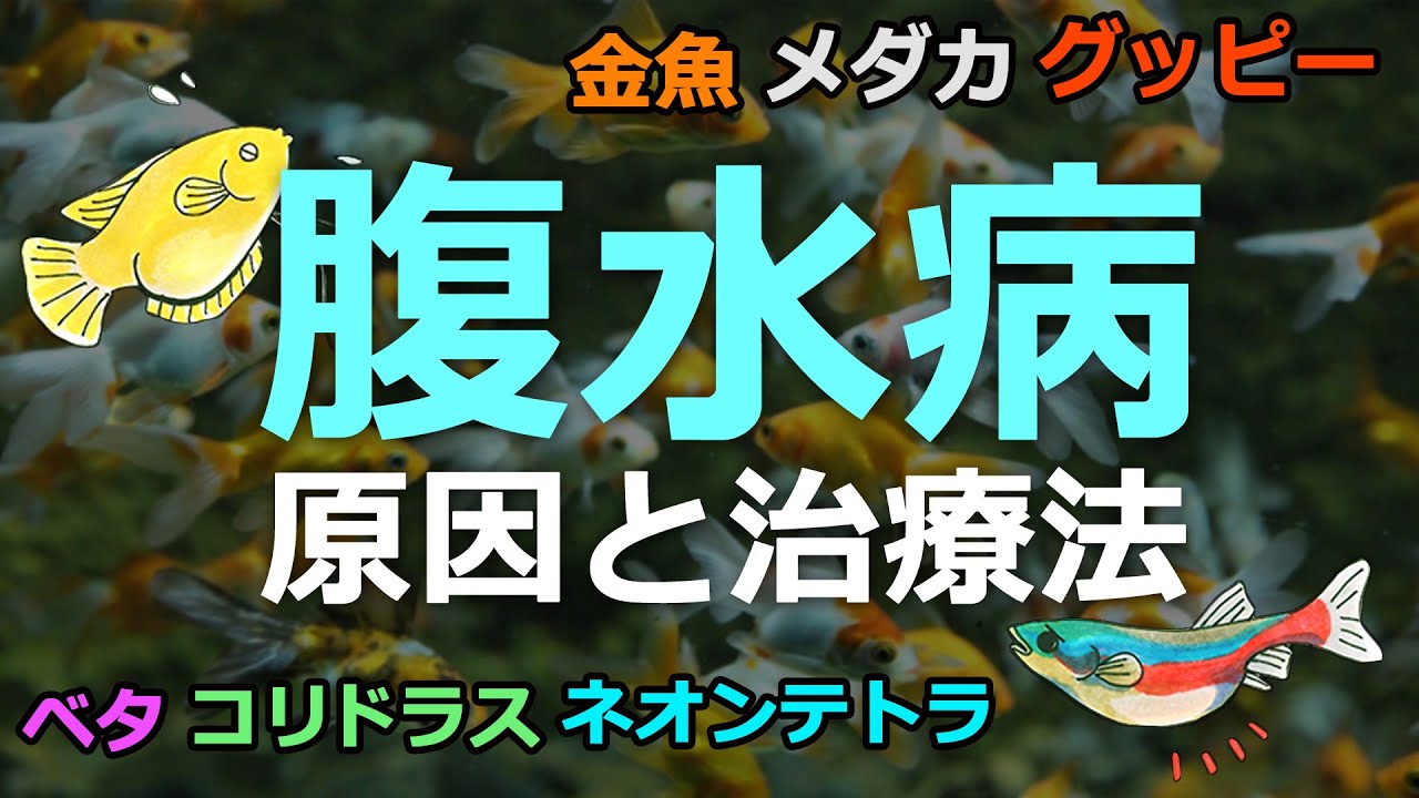 魚のお腹が膨らむ！腹水病とは・グッピーや金魚などかかりやすい魚と治療