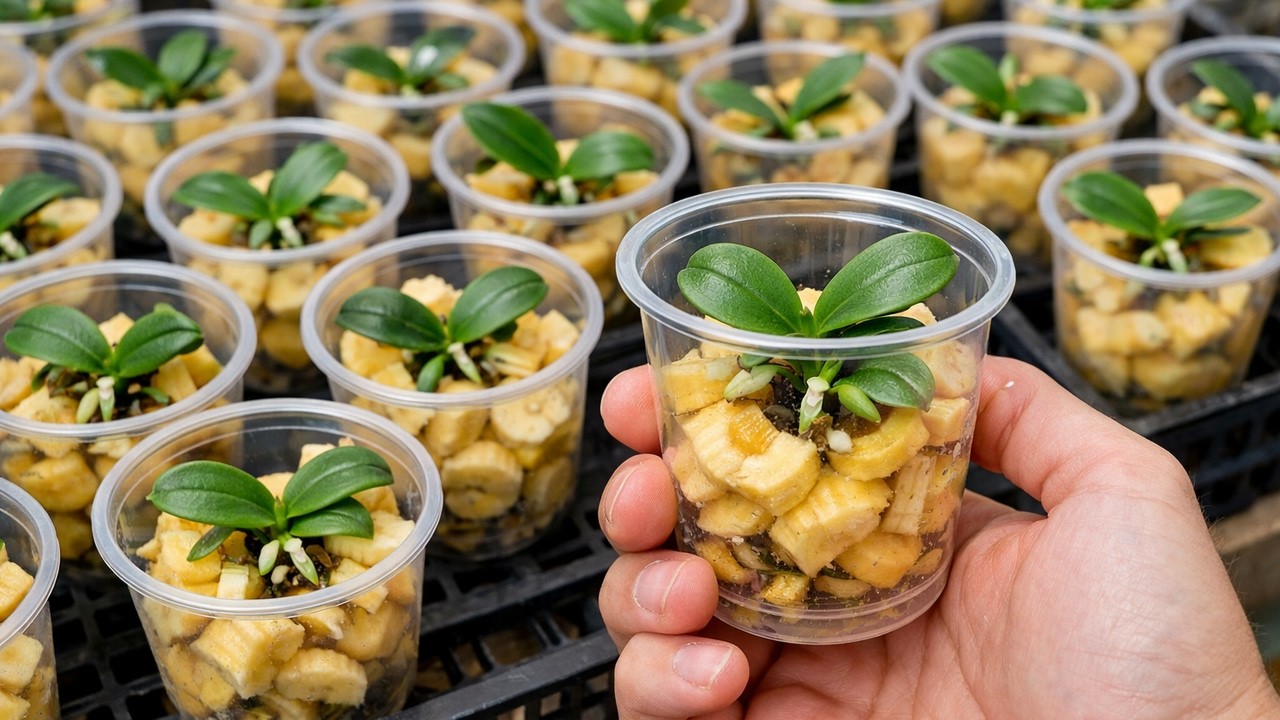 Tips to help your orchids revive vigorously! 1000 roots sprout quickly.