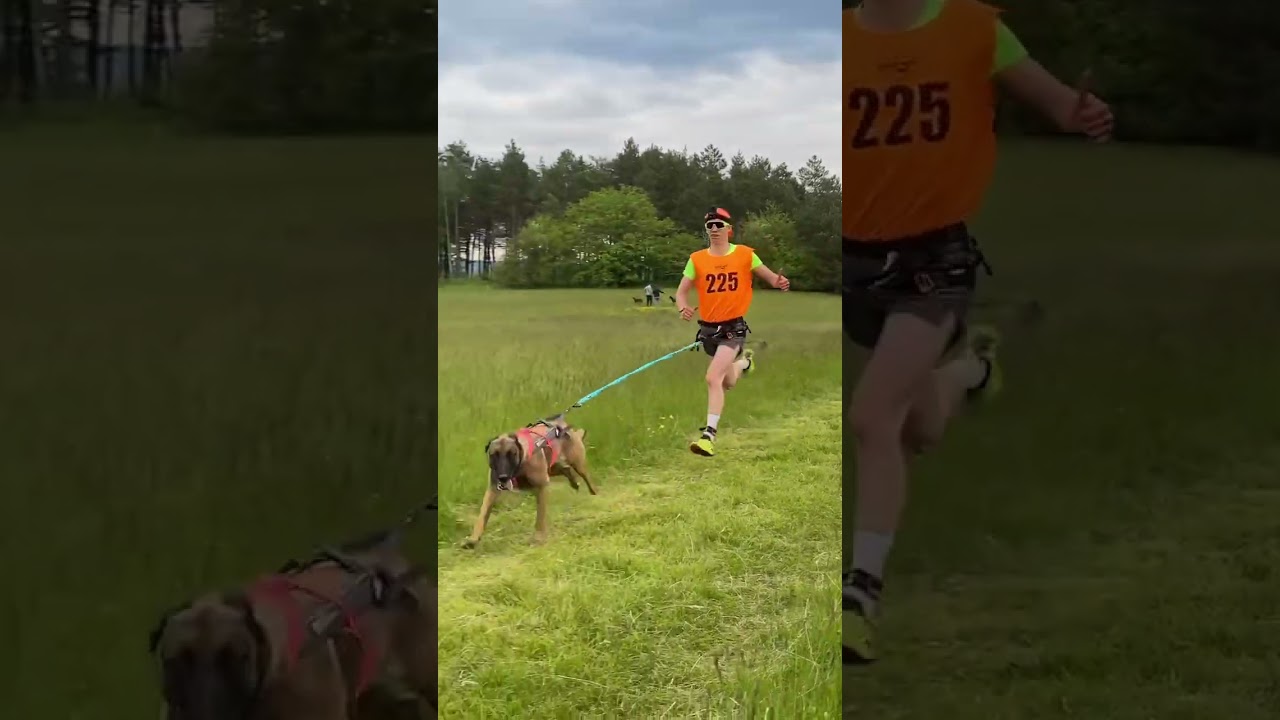 Go Go Go #dog #bikejoring #canivtt #forest #canicross