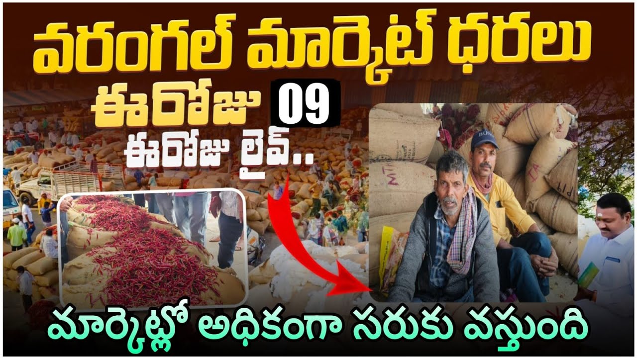 పెరిగిన మిర్చి ధర (9 March 2026 ) Warangal Market mirchi jenda rate ||ఎనుమాముల మార్కెట్ ధర పెరిగింది