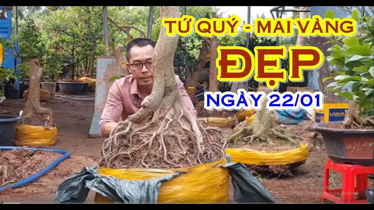 TÚ 📲 O764O69941 MAI TỨ QUÝ, MAI VÀNG GIAO LƯU NGÀY 22/01 