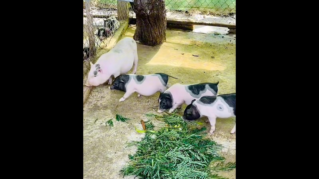 Rat pigs family are eating food. 