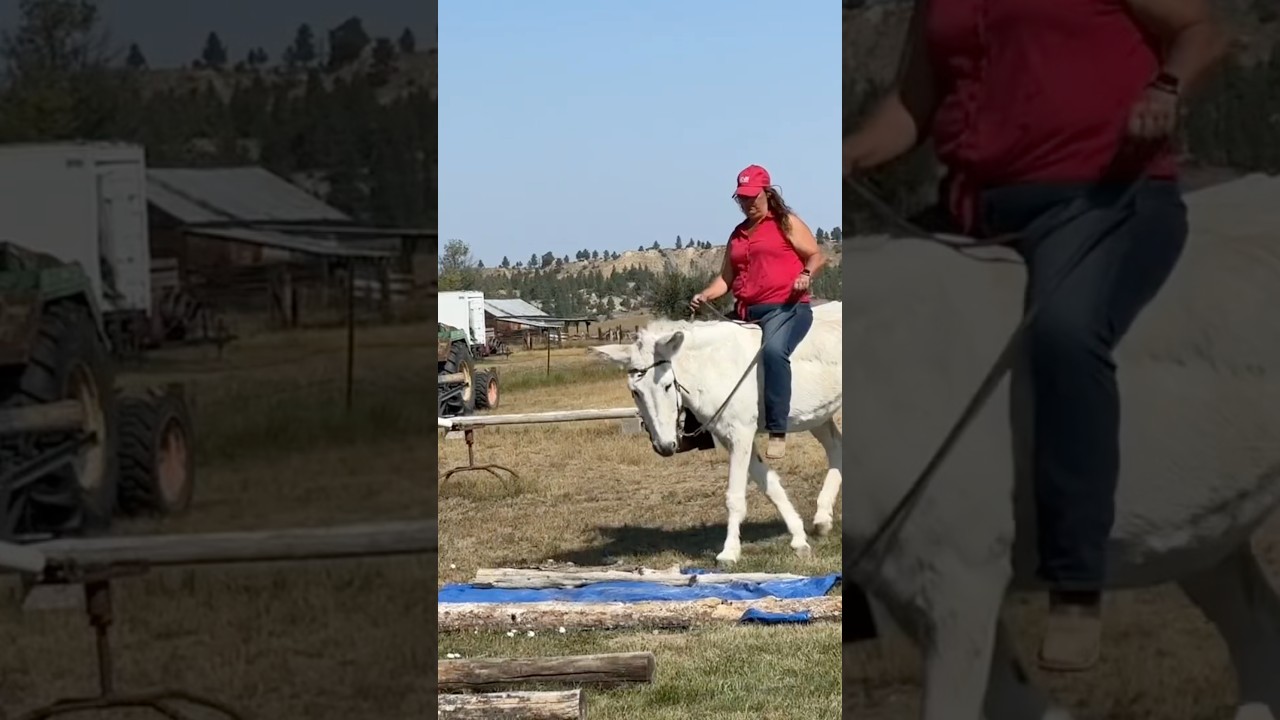 Can This Donkey Navigate The Trail Course?