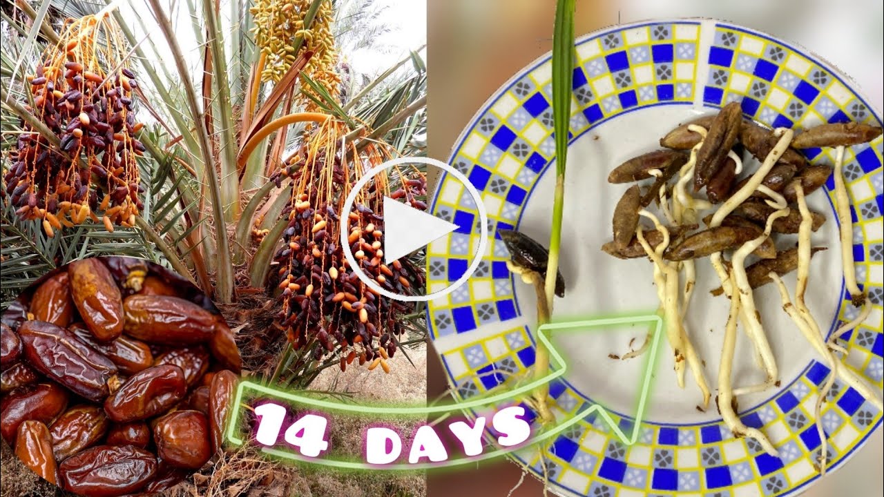 Faire pousser un palmier-dattier à partir des noyaux de dattes/ Growing palm from seeds