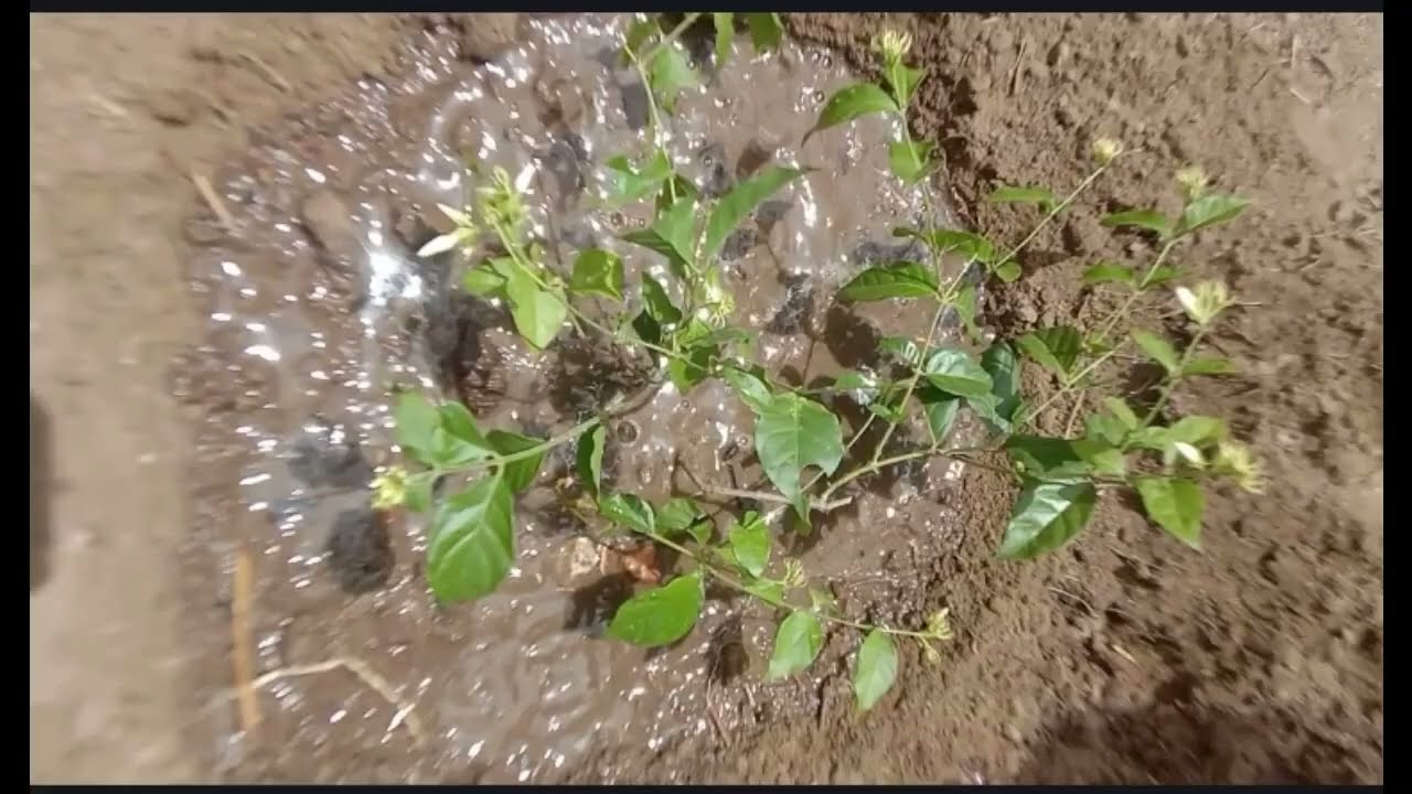 மல்லி பூ செடிக்கு நன்கு வளர டிப்ஸ்
