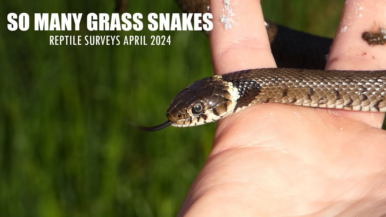 TONS OF GRASS SNAKES & BABY ADDERS | Reptile Surveys May 2024 (UK)