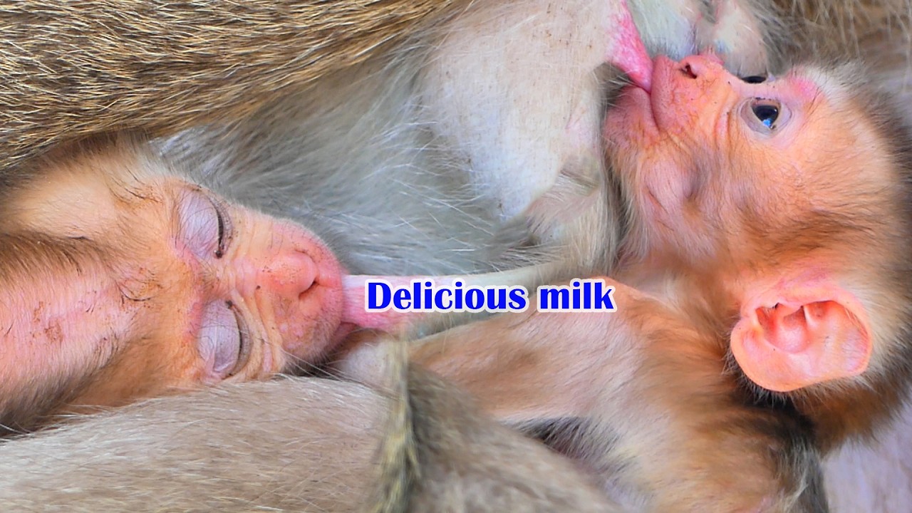 Delicious milk! Baby Steely needs enough breast milk for good growth.