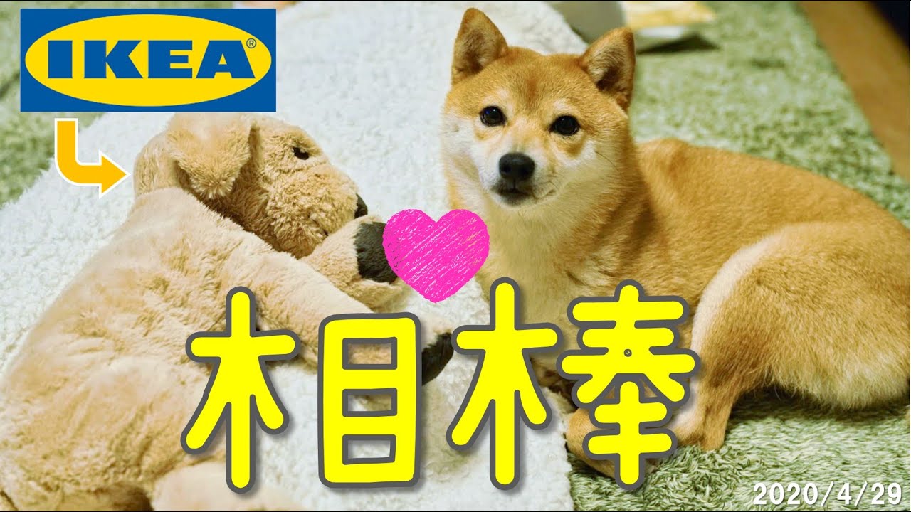 IKEA's Golden retriever plush is the best partner for dog . 【Shiba inu Yuzu Vlog】