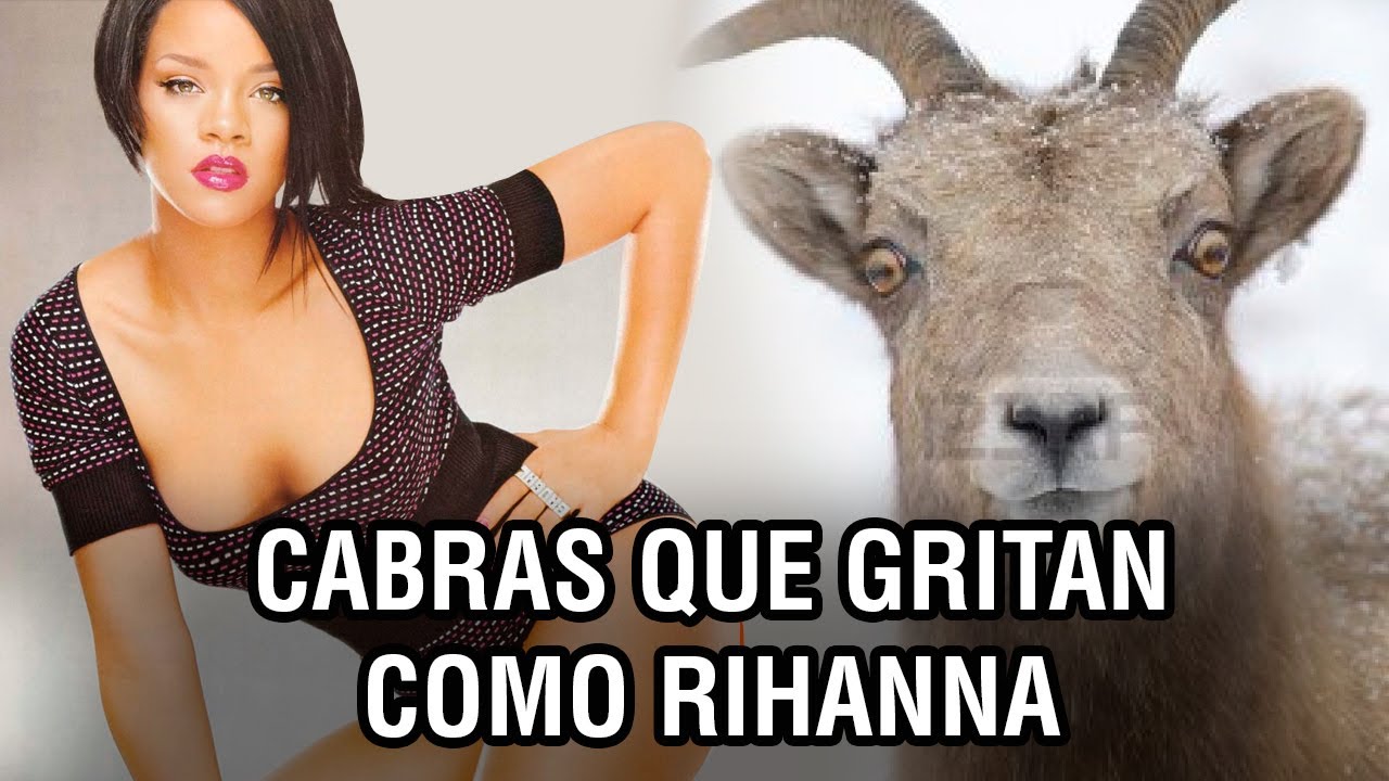 Rihanna versi&oacute;n cabras que gritan como humanos 