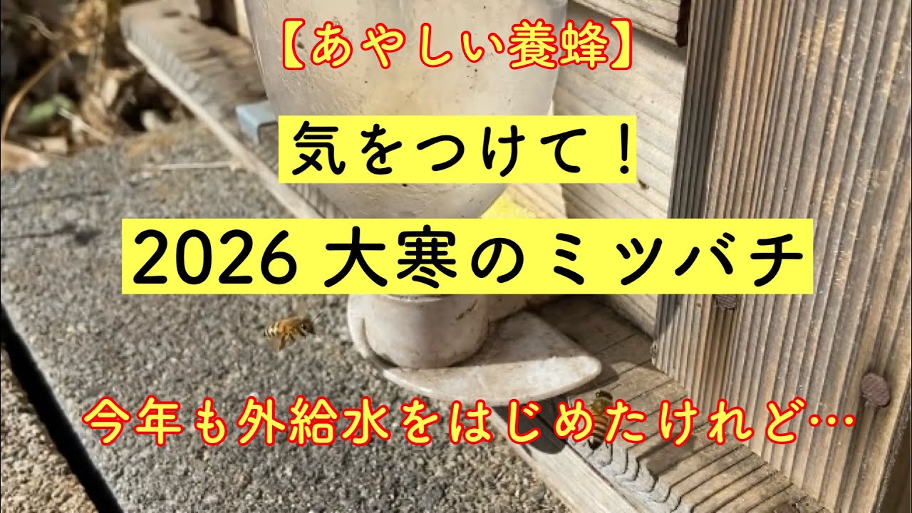 【あやしい養蜂】　2026大寒のミツバチに外給水をはじめたら… 凡ミスで危ないとこでした😅