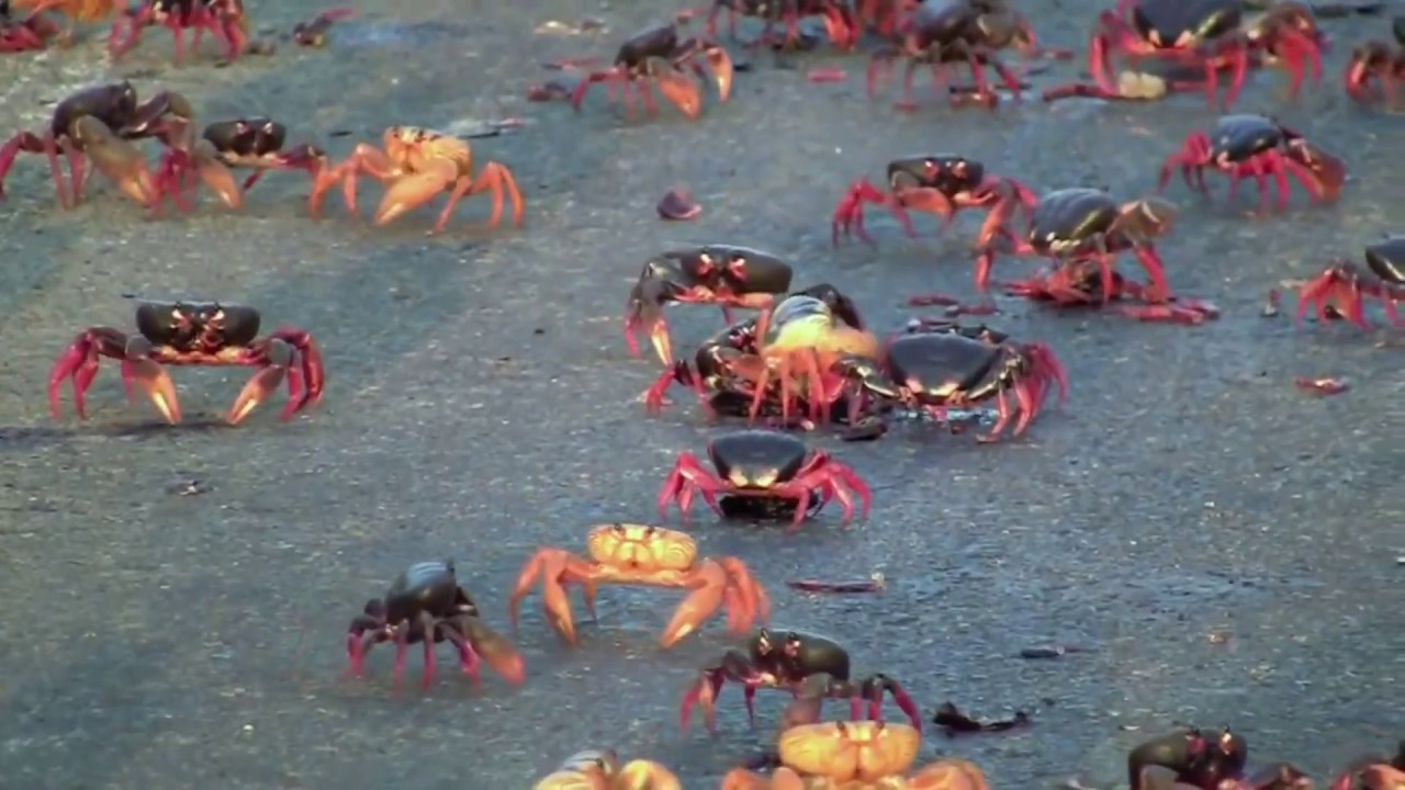 Crossroad SpyCrab Migration