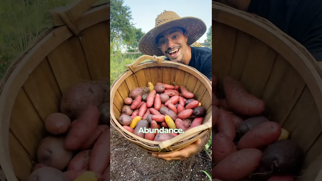 Bountiful Potato Harvest: A Gardening Redemption Story