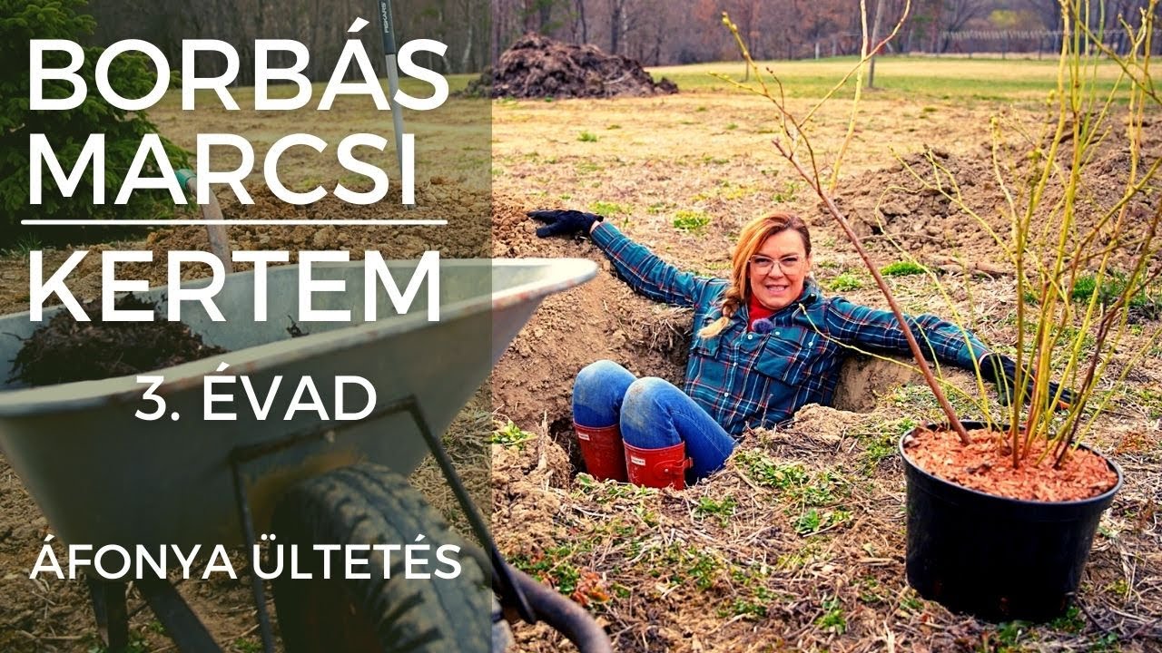 Borbás Marcsi: Kertem - Áfonya ültetése