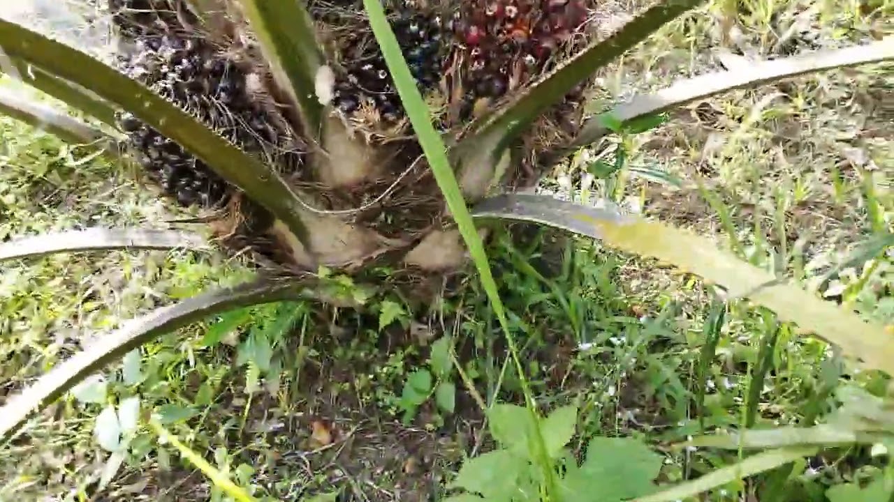 MELIHAT KONDISI PERKEMBANGAN KELAPA SAWIT//kondisi di lapangan 