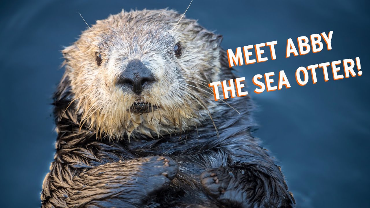 Meet Abby The Sea Otter! | Monterey Bay Aquarium's Pawesome Ladies