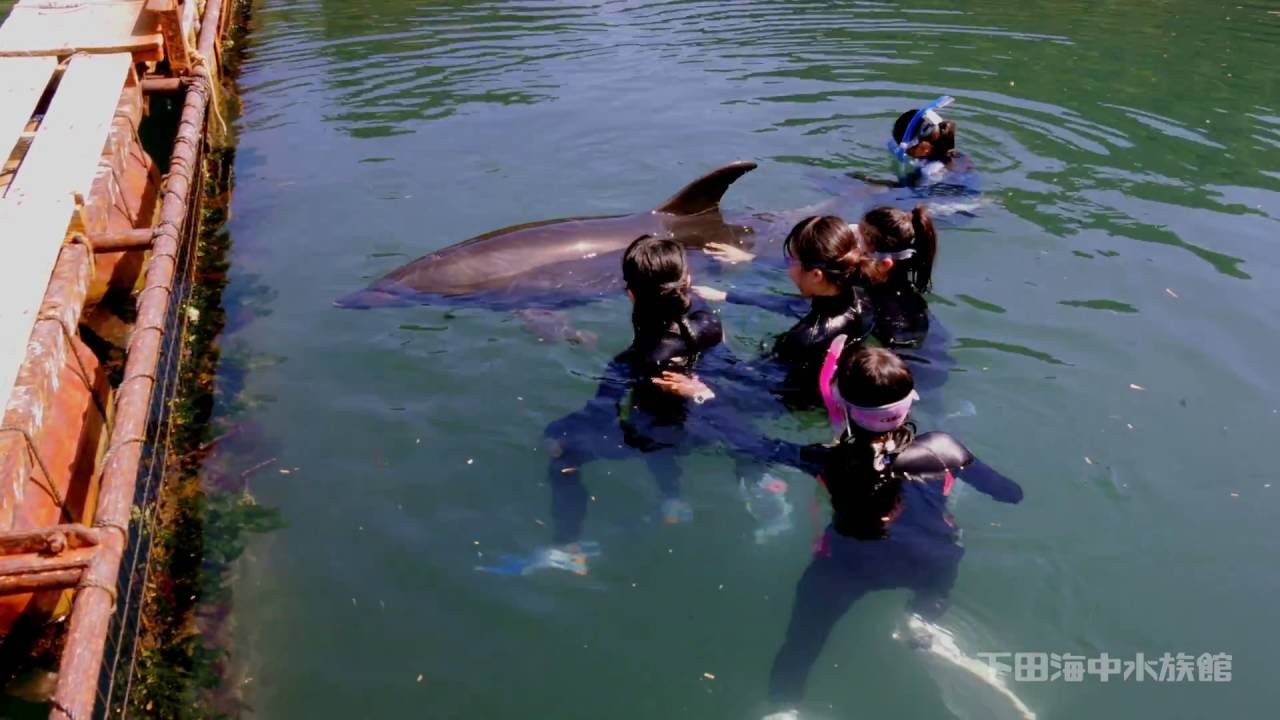 下田海中水族館のうきうきドルフィン！