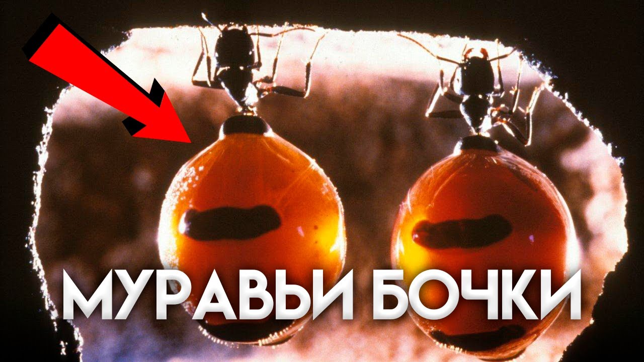 МУРАВЬИ МЕДОВЫЕ БОЧКИ: Myrmecocystus mexicanus — Удивительные виды муравьёв №1