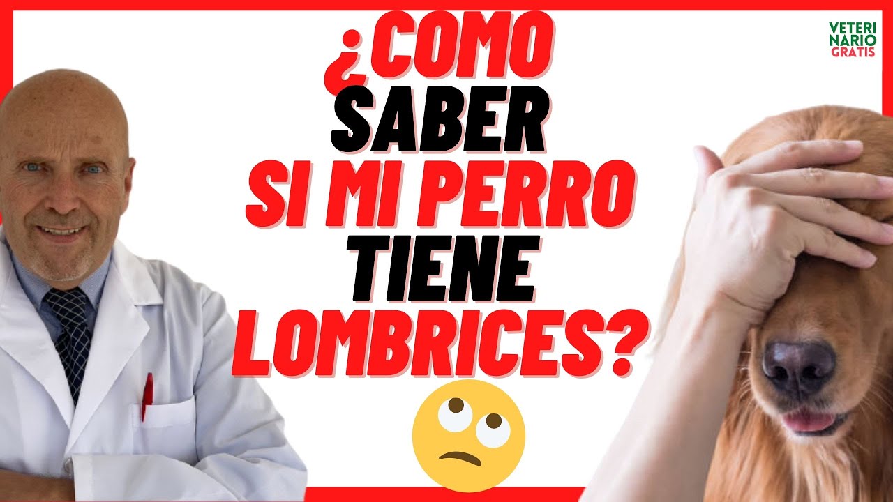 ✅&iquest;COMO SABER SI MI PERRO TIENE PAR&Aacute;SITOS INTERNOS ? ✅ S&Iacute;NTOMAS de LOMBRICES en PERROS CACHORROS