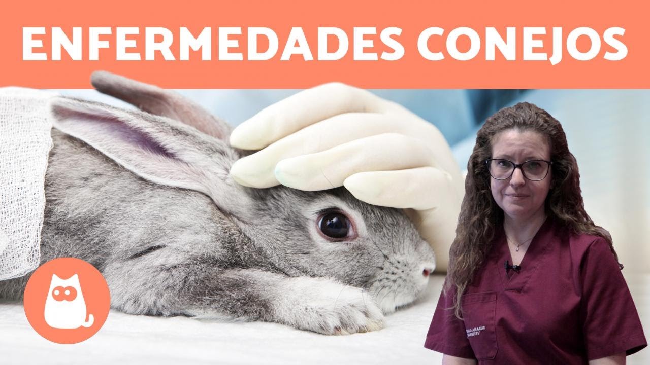 Las ENFERMEDADES de los conejos MÁS COMUNES 🐰