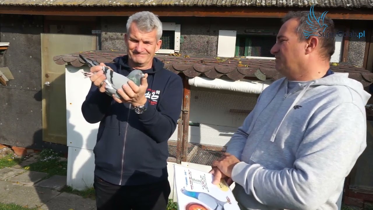 Mirosław Klimek   - asy lotowe i rozpłodowe