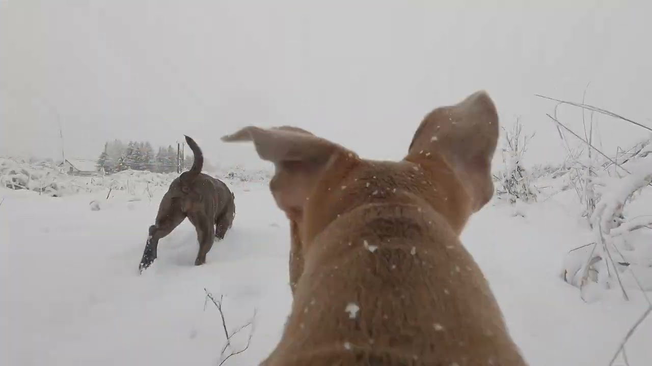 Staffordshire Bull Terrier - snow time by go pro (5 months)