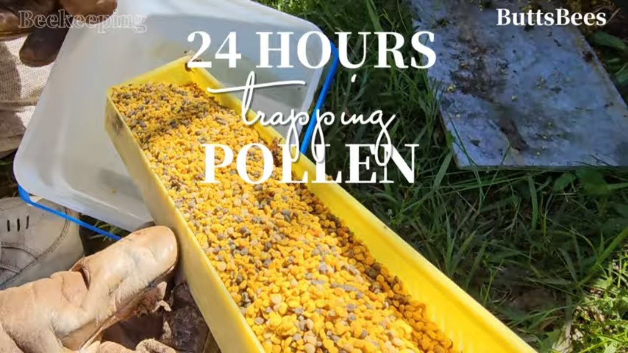 ☯️ AMAZING 24 HOUR HAUL OF POLLEN! How and Why We Trap Pollen #beekeeping