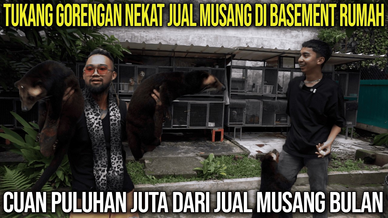TUKANG GORENGAN NEKAT JUAL MUSANG DI BASEMENT RUMAH CUAN PULUHAN JUTA DARI JUAL MUSANG BULANG
