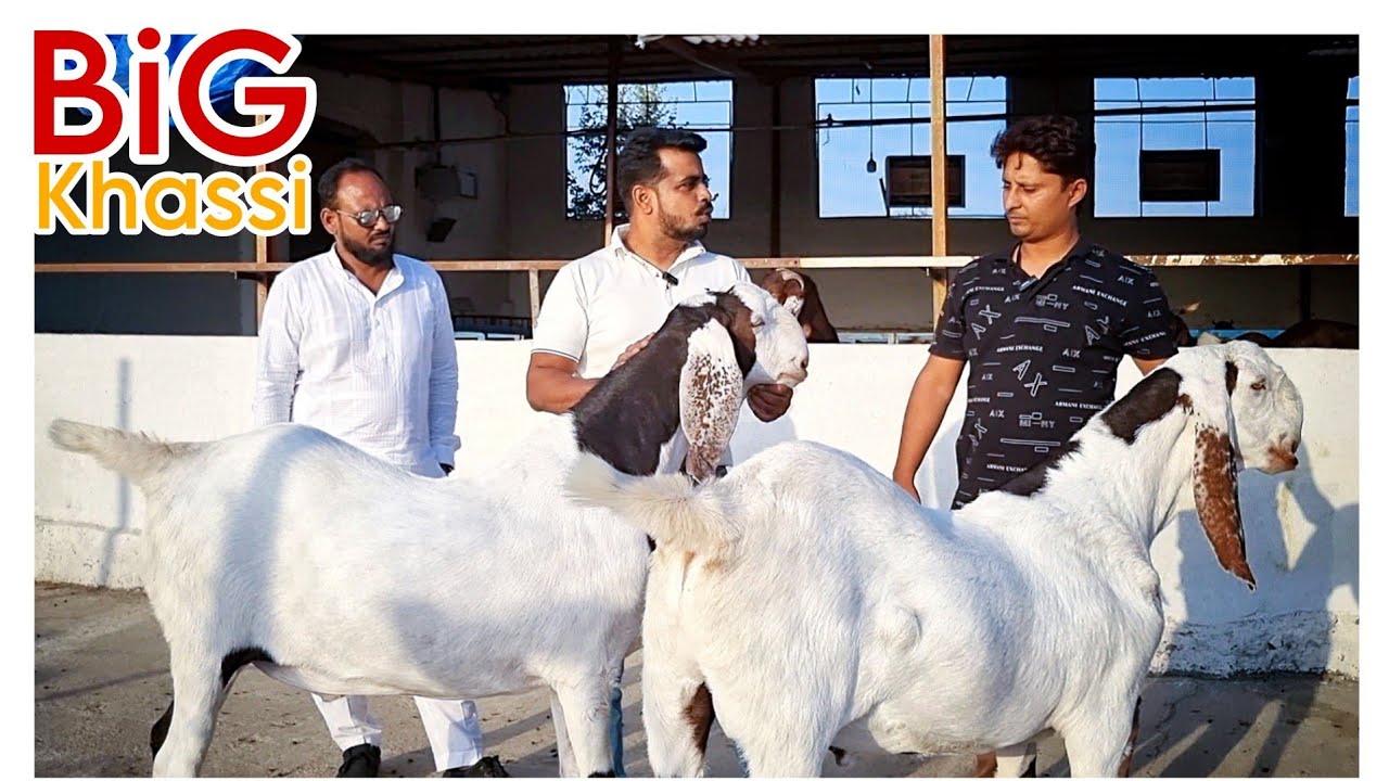 Big SOJAT khassi at legend Goat farm Padga by Asif STD STAR GOATS FARM