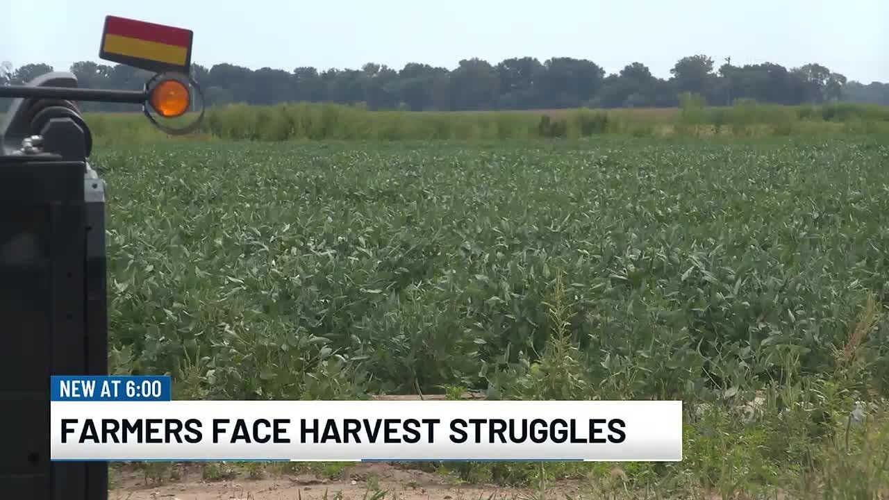 ‘We can’t sell’: Farmers face difficulties ahead of harvest