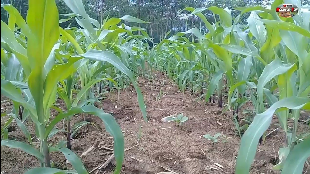 Coba Pakai Jarak Seperti Ini, Panen  Bisa  Mencapai 17 Ton/Hektar